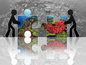 "Puzzlereef" by Alex Varani 